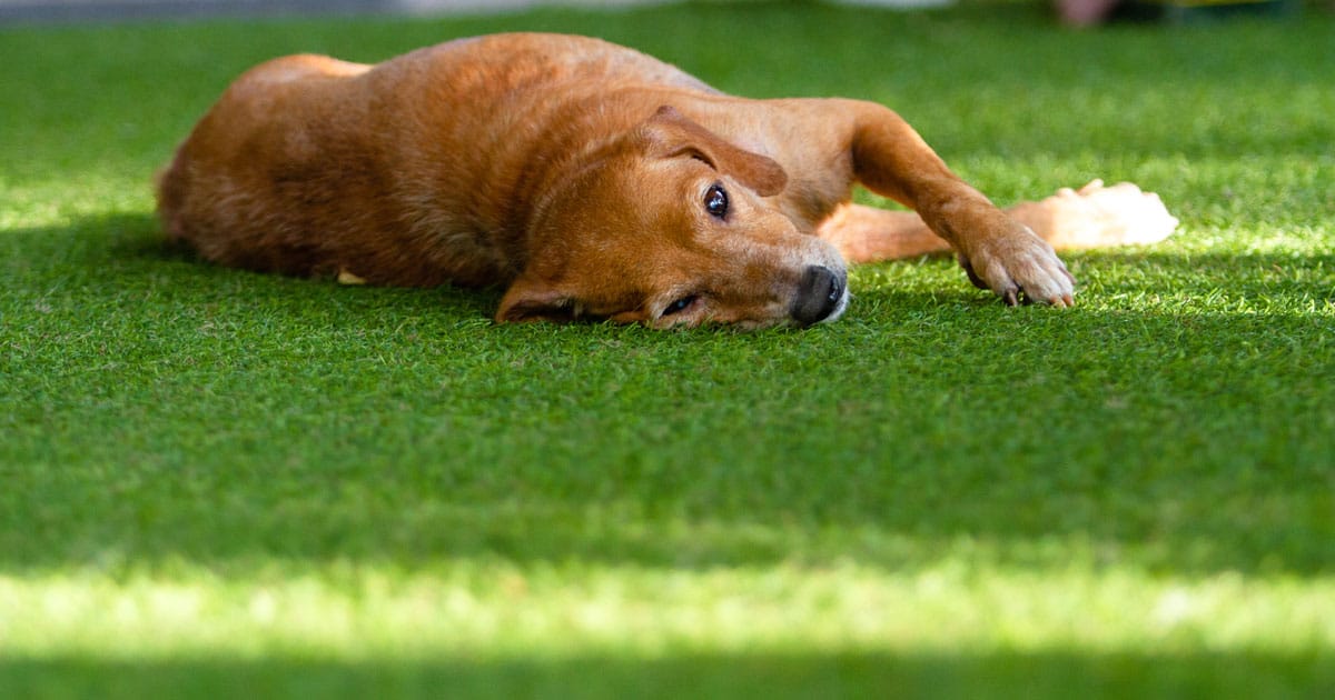 Artificial Grass for Dogs & Pets: How to Choose the Best Fake Grass