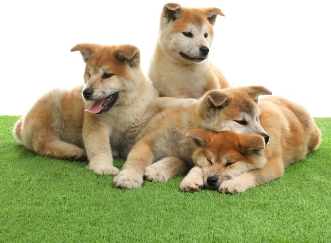 Artificial Grass for Pets