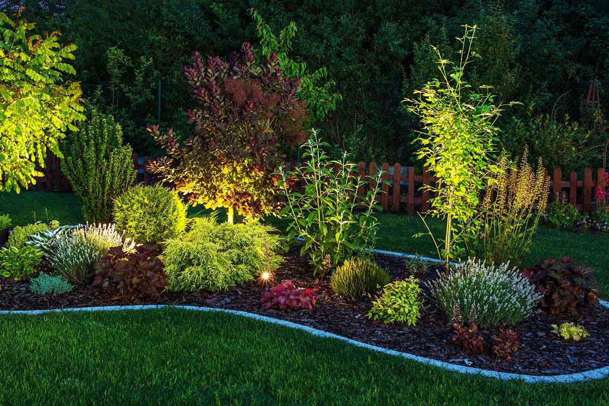 Garden Plants