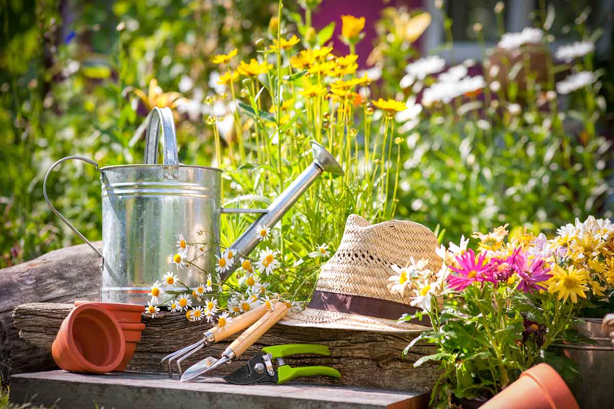 Garden Wildlife