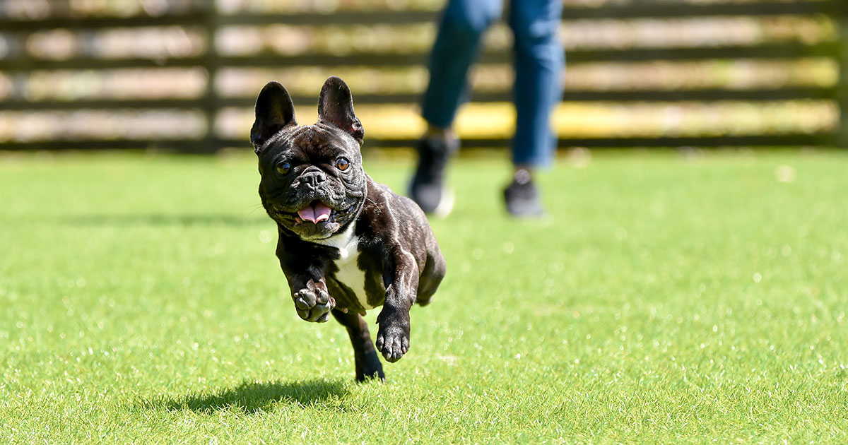 How to Clean Fake Grass from Dog Urine